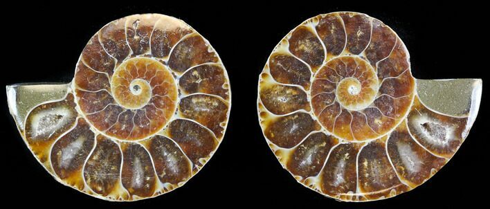 Small Desmoceras Ammonite Pair - #40563